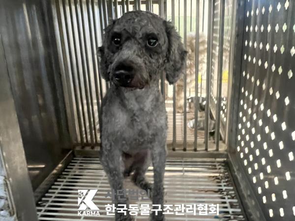 종료(안락사) 푸들…